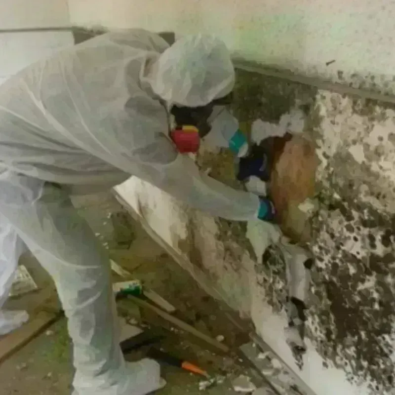 Mold Remediation and Removal in Dalton, MA